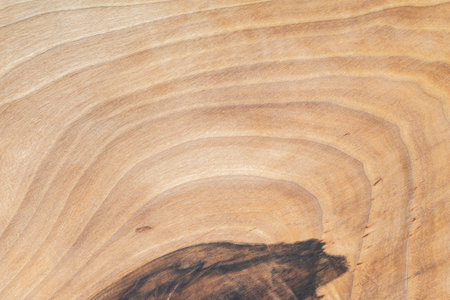 Walnut tree cross-section with stripped texture for the background. Wood grain. Tree cellsの写真素材