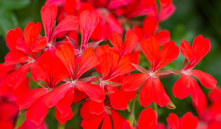 Closeup of flower umbels of red geranium. Garden flowering plant background