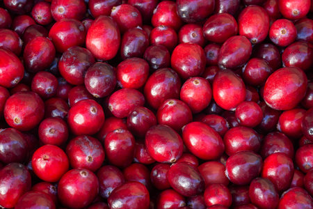 A heap of freshly harvested large-fruited cranberry. Vaccinium berriesの写真素材