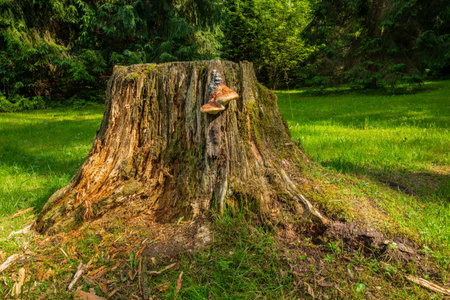 Decaying tree stump with fungus. Old rotten tree stumpの写真素材