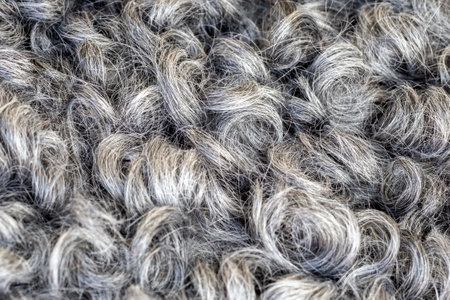 Gotland sheep. Wooly skin. Natural fur texture. Curly hair of farm animalの写真素材