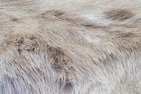 Reindeer pelt. Wild animal natural fur. Background texture