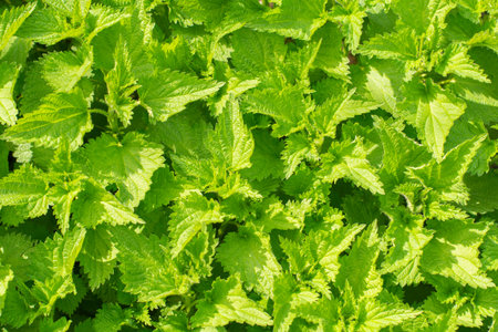 Spring sunlight with stinging nettle leaves. Botanical pattern