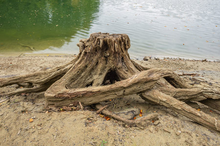 Huge rotting tree stump on the lake shore