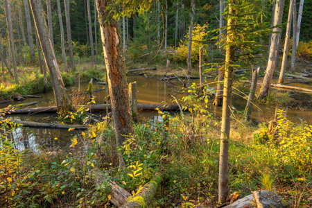 Damaged trees with beaver marks on them