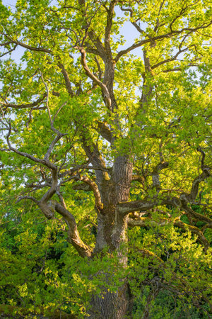 Old oak tree with expansive branches sunlit by spring sunの写真素材