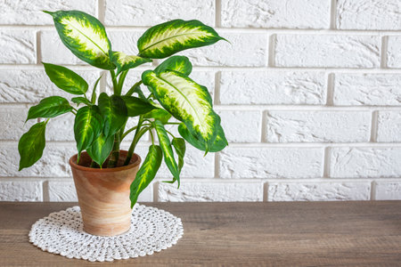 Modern minimalistic interior decoration with Dieffenbachia plant standing in terracotta potの写真素材