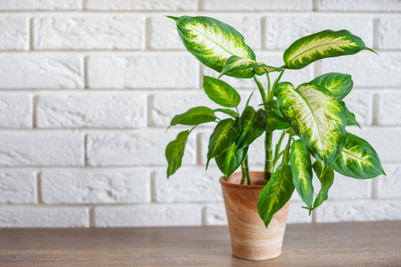 Modern living room with Dieffenbachia plant in a minimalist settingの写真素材