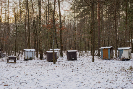 Winter scenery with traditional wooden beehives in the forestの写真素材