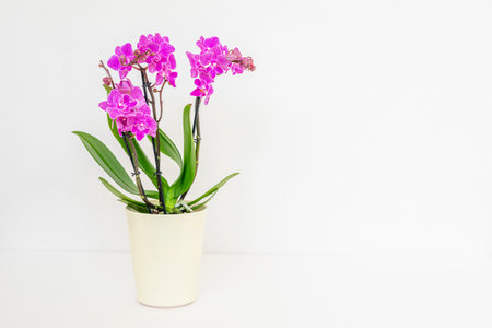 Purple orchid in a creamy flowerpot on a white background with text spaceの写真素材