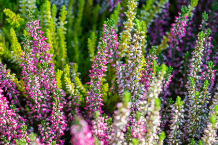 Colorful heather (calluna) blooms in late summerの写真素材