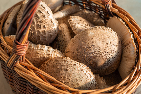 A stack of umbrella mushrooms (Macrolepiota procera) with characteristic scaly capsの写真素材