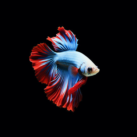Capture the moving moment of red-blue siamese fighting fish isolated on black background. betta fish.の素材