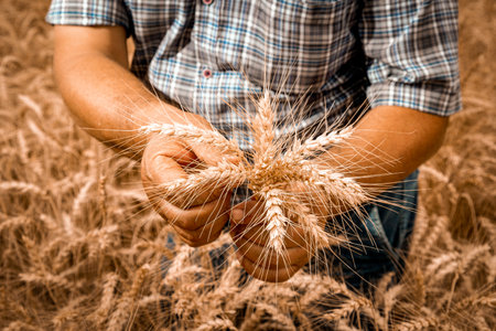 Farmer holding wheat ears in hands on the background of a wheat fieldの写真素材