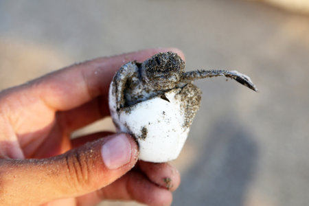 Chelonia Mydas. Newborn baby black green sea turtle running on the beach sands in Mediterranean Sea.の写真素材