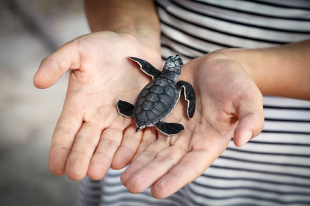 Chelonia Mydas. Newborn baby black green sea turtle running on the beach sands in Mediterranean Sea.の写真素材