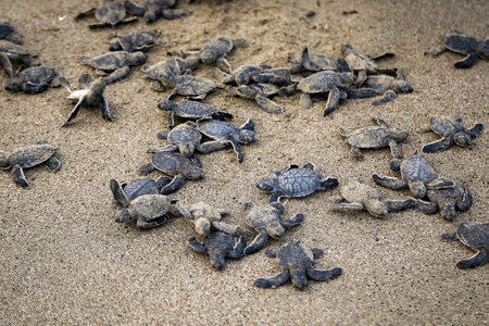 Chelonia Mydas. Newborn baby black green sea turtle running on the beach sands in Mediterranean Sea.の写真素材