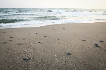 Chelonia Mydas. Newborn baby black green sea turtle running on the beach sands in Mediterranean Sea.の写真素材