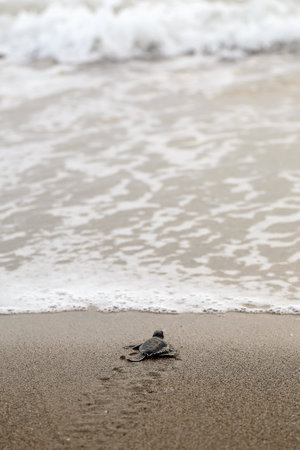 Chelonia Mydas. Newborn baby black green sea turtle running on the beach sands in Mediterranean Sea.の写真素材