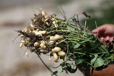 Peanut farming field in harvest time, close up of peanuts in the garden