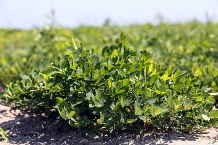 Peanut farming field in harvest time, close up of peanuts in the gardenの写真素材