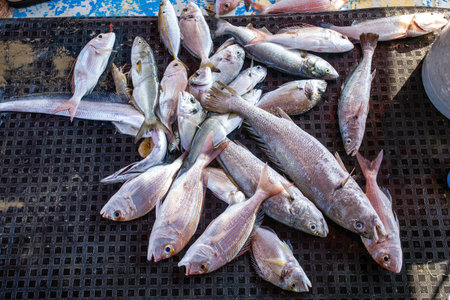 Variety of fresh fish for sale on the fish market. Catch of the day to the fish marketの写真素材