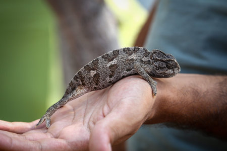 Close up of a chameleon on the palm of a manの写真素材