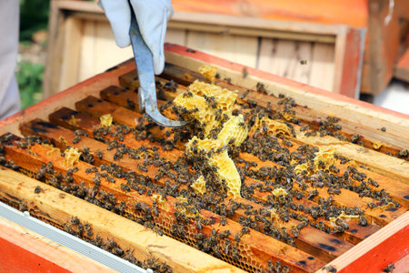 Beekeeper in protective suit working in apiary with bees and beehives. Beekeeper is working to...