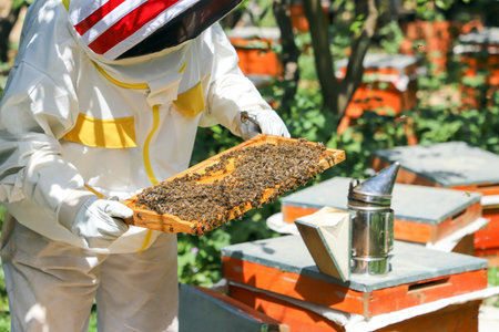 Beekeeper in protective suit working in apiary with bees and beehives. Beekeeper is working to collect honey.の写真素材