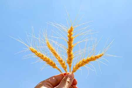 Farmer is holding ears of wheat in his hand.の写真素材