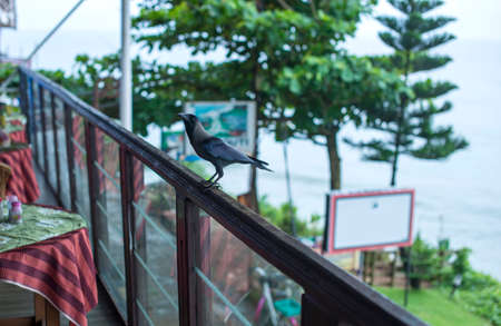 Crow at a local cafe on the cliff in Varkala Indiaの写真素材