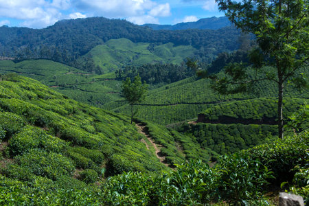 beautiful view of the tea plantations in India