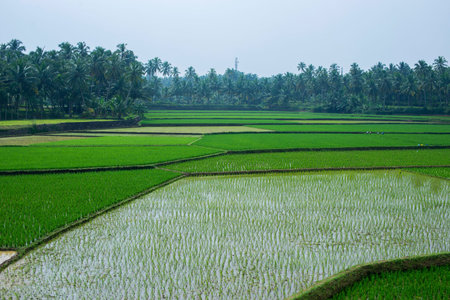 Rice field with palm tree background in Indiaの写真素材