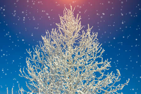 Frosty morning, fluffy snow covered the trees in the light of the sun. a beautiful winter landscape.の写真素材