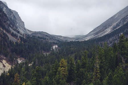view of the trees in the fog with height in the mountainsの写真素材