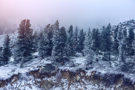 fabulous early morning in the foggy forest. the mountains of Siberia