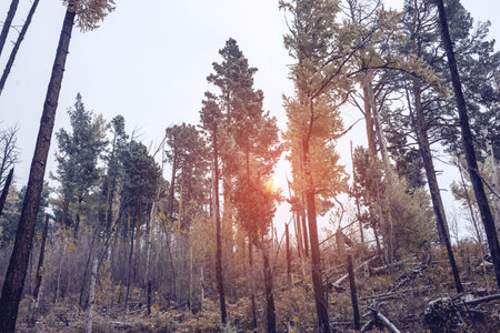 fabulous early morning in the foggy forest. the mountains of Siberia