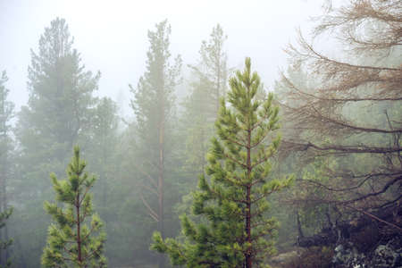 Pine tree in a green spring forest in fog, magical and creepy atmosphereの写真素材