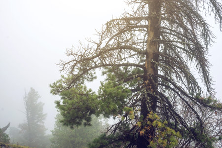 Pine tree in a green spring forest in fog, magical and creepy atmosphere