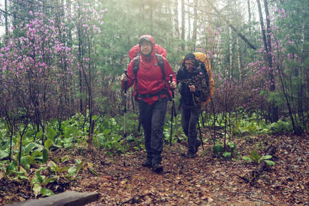 hikers tourists travels to green mountain forest in the fog with the red backpack in rainy weather. the concept of travel and Hiking in wild places of natureの写真素材