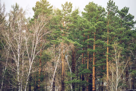 Number of green pine trees forest texture. eco conceptの写真素材