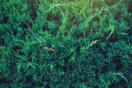 Interesting background of bright green leaves of the plant thuja arborvitae in the spring with beautiful light. The concept of ecology and nature protectionの写真素材