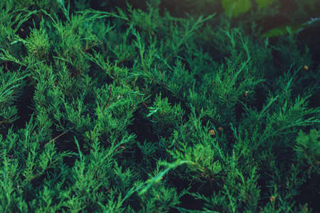 Interesting background of bright green leaves of the plant thuja arborvitae in the spring with beautiful light. The concept of ecology and nature protectionの写真素材