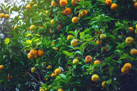 Tangerine tree with green leaves and orange fruits. The concept of farming and the environment...