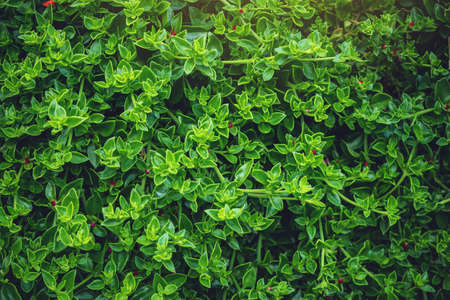 Interesting background of bright green leaves in spring with beautiful light. The concept of ecology and nature protectionの写真素材