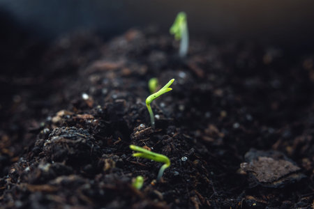 The first leaves of green plants who rise in the fertile land. The concept of gardening and plant...