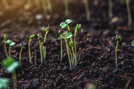 The first leaves of green plants who rise in the fertile land. The concept of gardening and plant careの写真素材