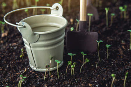 The first leaves of green plants who rise in the fertile land. The concept of gardening and plant careの写真素材