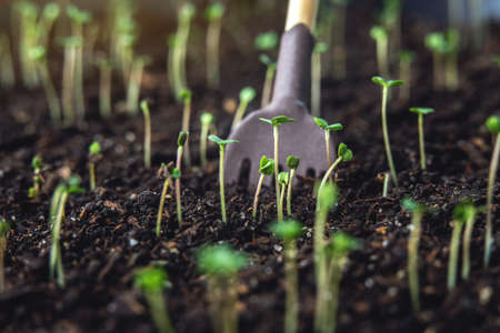 The first leaves of green plants who rise in the fertile land. The concept of gardening and plant careの写真素材