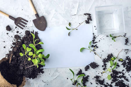 Pot with ground and sprouts of green plants flowers on concrete background. The concept of growing and gardening at home.の写真素材